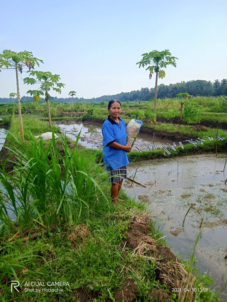 Bibit Padi Habis Dimakan Tikus, Mbah Tomo Menangis